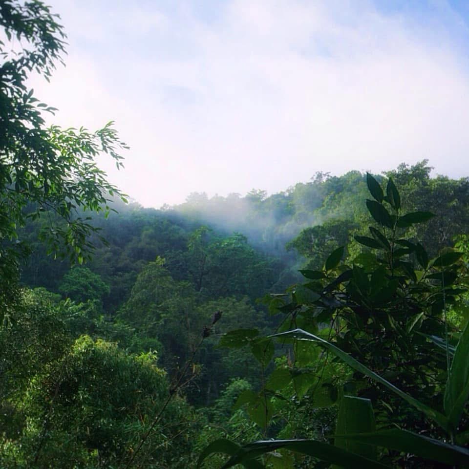 Grüne bewaldete Hügel im Morgennebel in Nordthailand